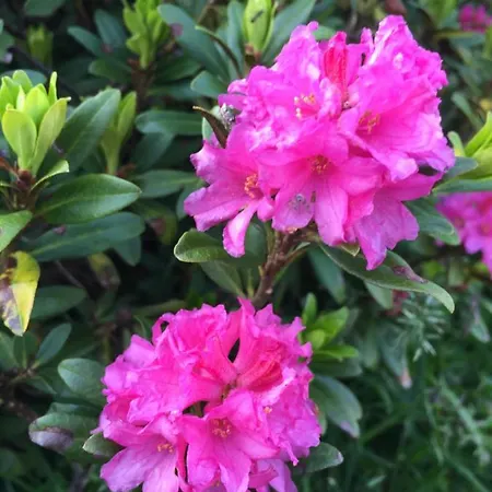 Otel Binggl Obertauern